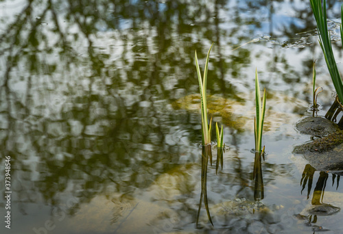 Bild auf Leinwand Young shoots of Acorus Calamus Variegatus (called Sweet Flag or calamus) in pond