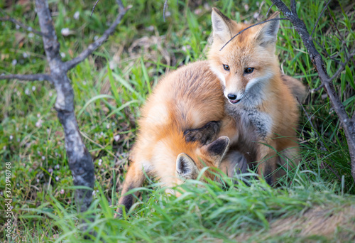 Red fox kits in the spring