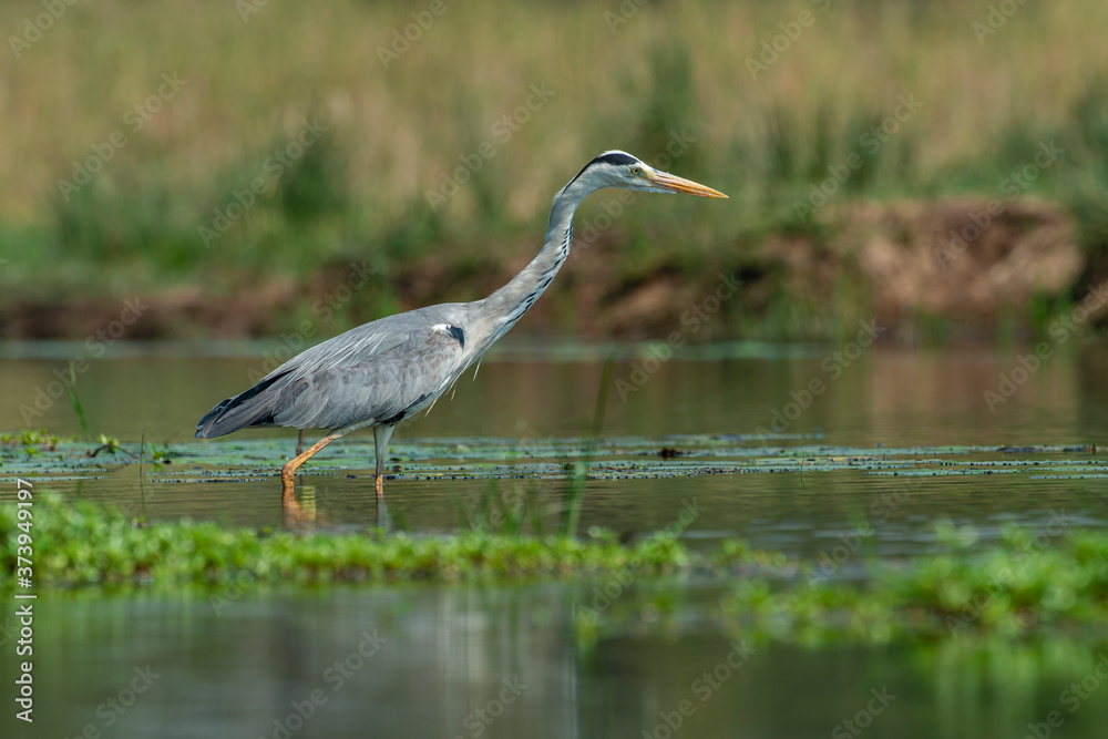 Héron cendré, Ardea cinerea, Grey Heron Héron cendré, Ardea cinerea, Grey Heron