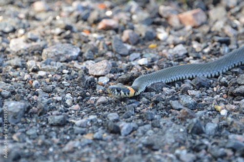 Змея серого цвета с желтой полосой на голове ползет по камням