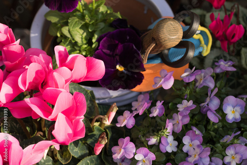 Top View Close-up: Beautiful Pink Cyclamens, Purple Pansies, Blue Violets and Garden Tools in Flowerpot are on Garden Table Outside. Concept: Gardening & Planting Autumn Flowers.