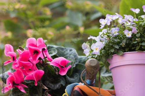 Autumn Garden Close-up Composition with Beautiful Flowers of Cyclamens and Violets in Pot are on Natural Green Foliage Background. Concept: Gardening & Planting Autumn – Winter Flowers.