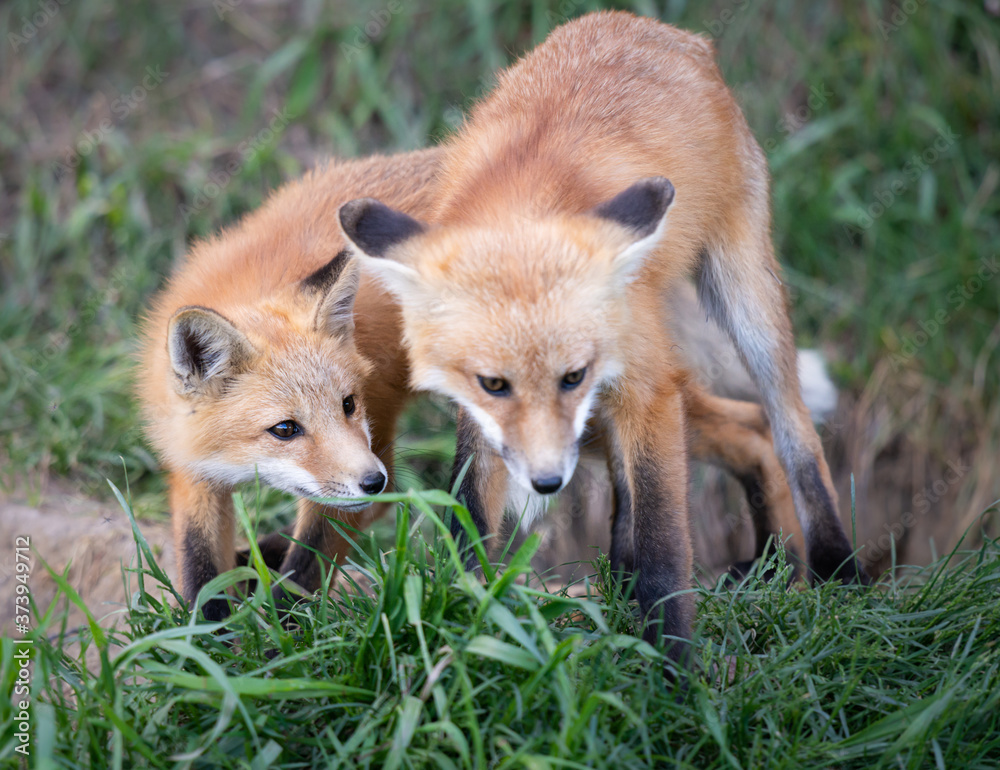 Fototapeta premium Red fox kits in the spring