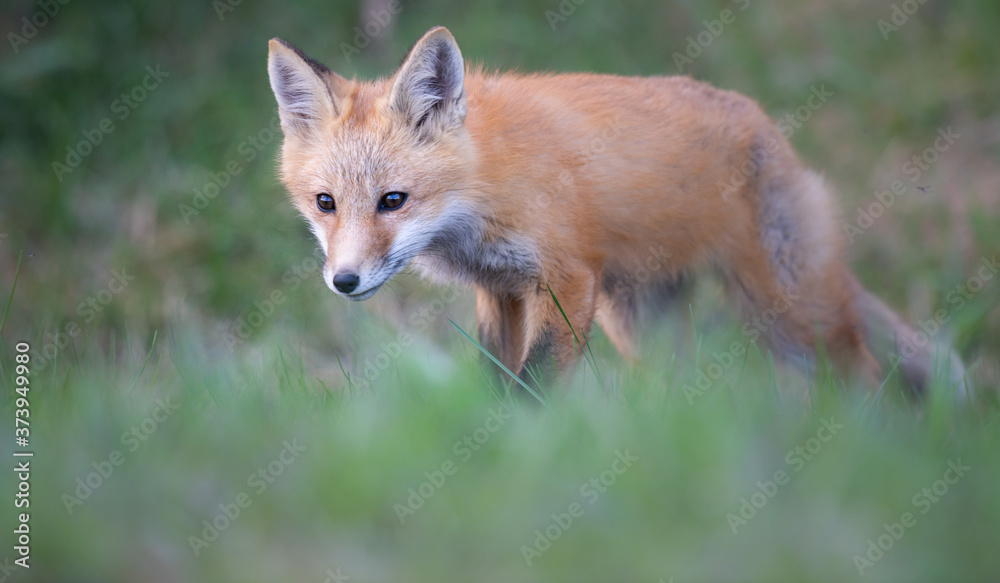 Fototapeta premium Red fox kits in the spring