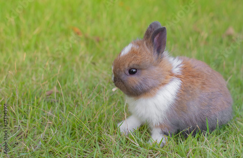 cute little rabbit on the green grass