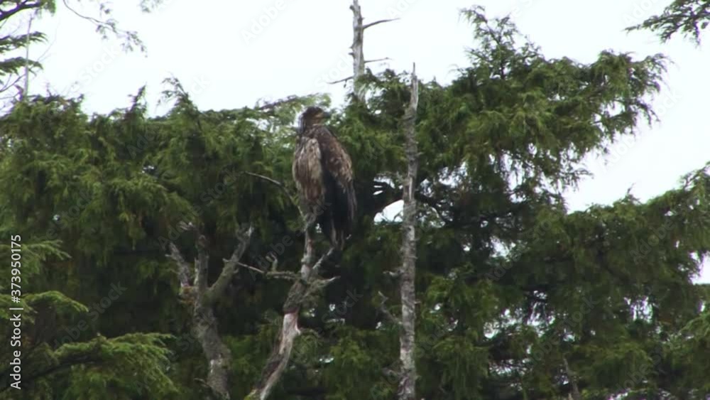 Juvenile Bald Eagle majestically sitting in a pine tree in a rainy day in Sitka, Alaska. Juvenile Bald Eagle majestically sitting in a pine tree in a rainy day in Sitka, Alaska.