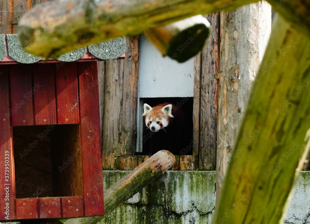 Rar picture of a red panda in a zoo Rar picture of a red panda in a zoo