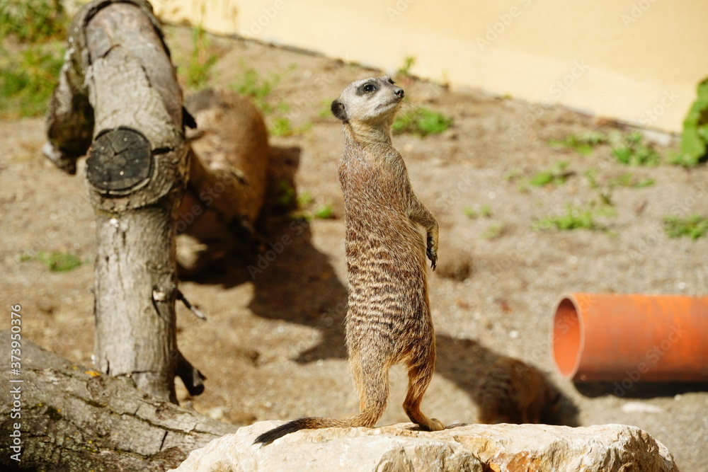 Curious little Meerkat in captivity 
