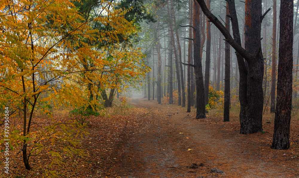 leaf fall. The forest is shrouded in morning fog. The leaves are colored with autumn colors.