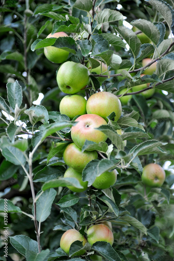 Apple orchard with ripe apples on the trees ready for harvesting Apple orchard with ripe apples on the trees ready for harvesting