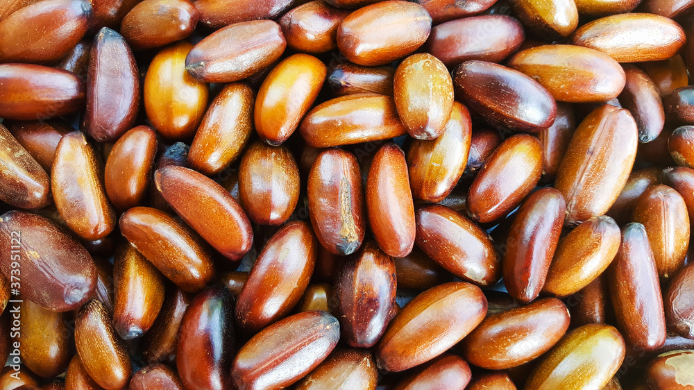 elateriospermum Tapos Blume nut, nakhon si thammarat, south of thailand elateriospermum Tapos Blume nut, nakhon si thammarat, south of thailand