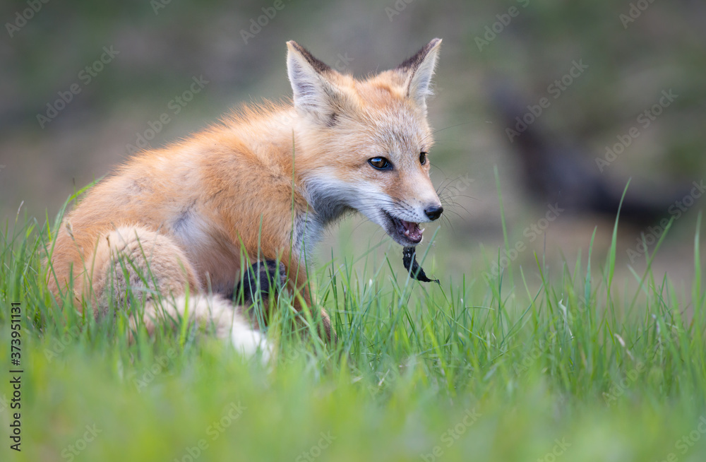 Fototapeta premium Red fox kits in the spring