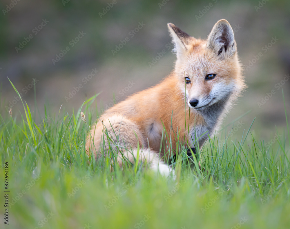 Red fox kits in the spring Red fox kits in the spring