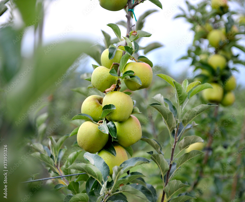 Apple orchard with ripe apples on the trees ready for harvesting Apple orchard with ripe apples on the trees ready for harvesting