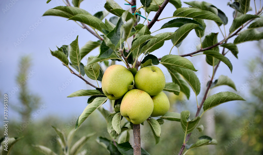 Apple orchard with ripe apples on the trees ready for harvesting Apple orchard with ripe apples on the trees ready for harvesting