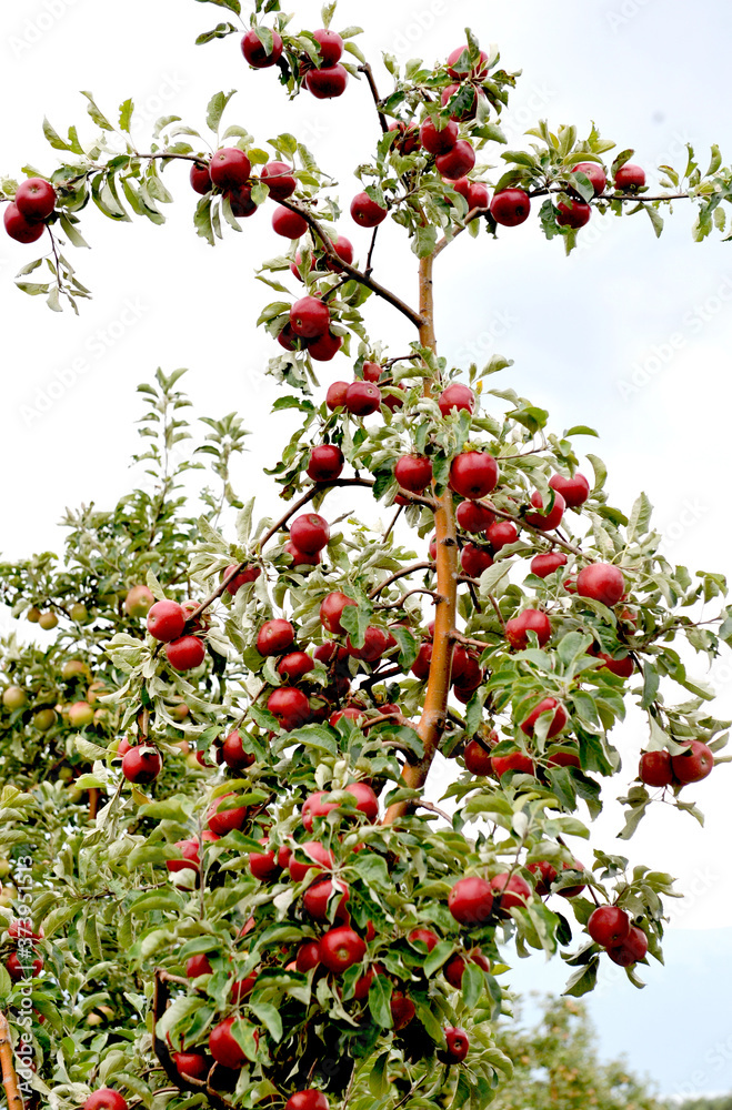 Apple orchard with ripe apples on the trees ready for harvesting