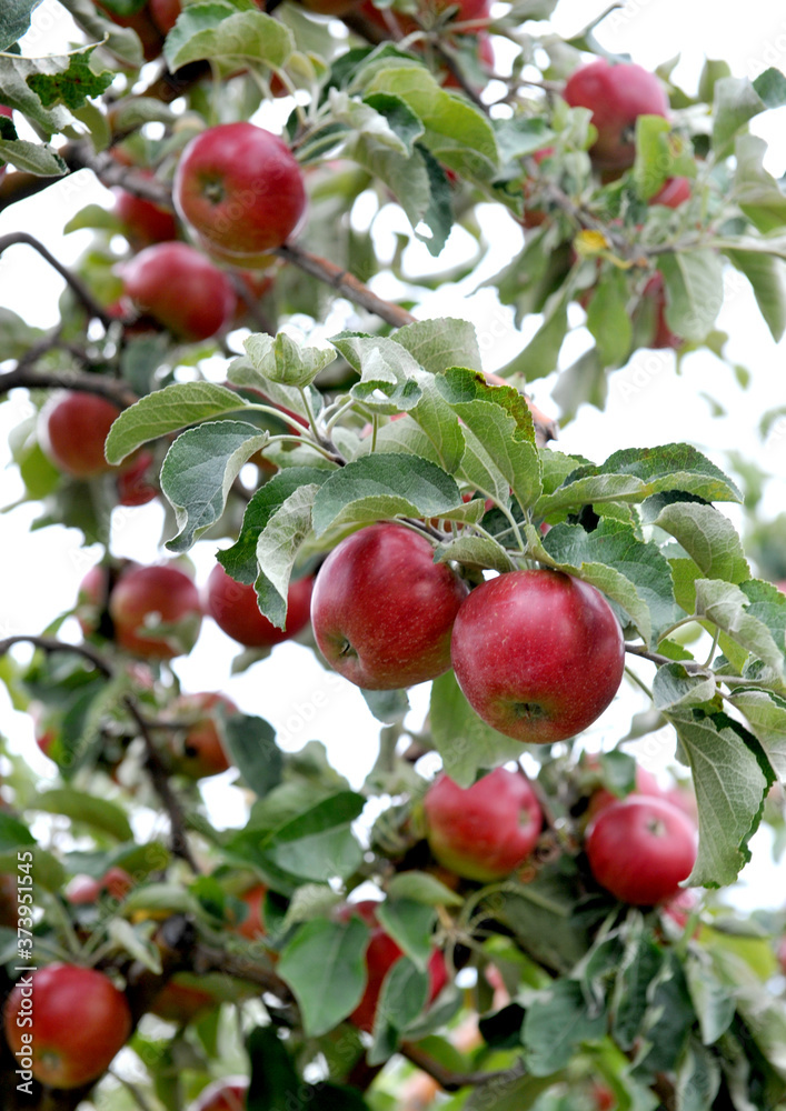 Obraz premium Apple orchard with ripe apples on the trees ready for harvesting