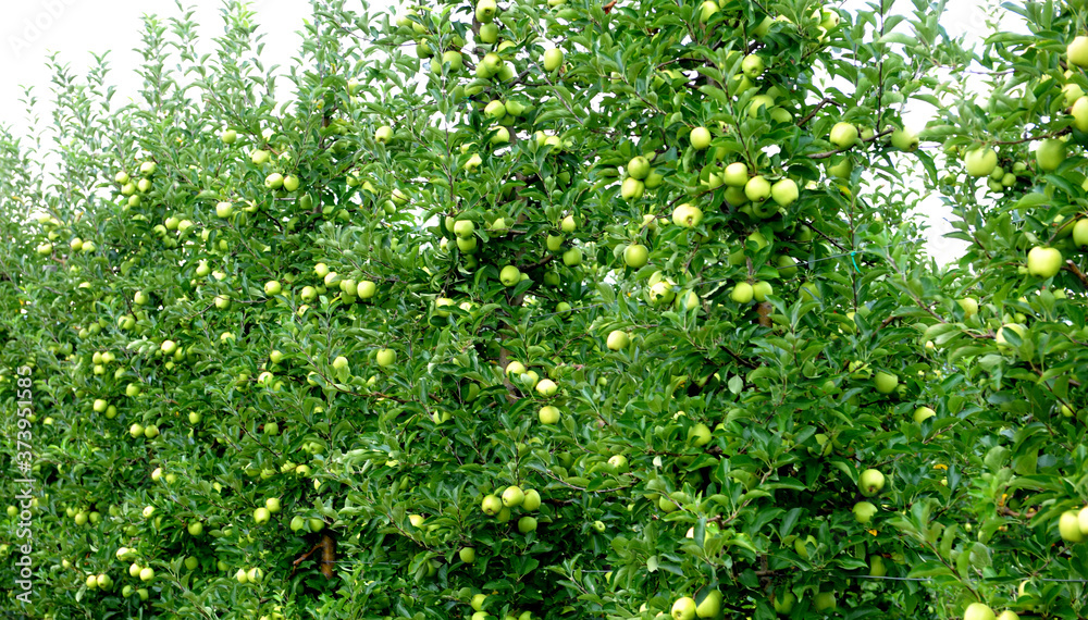 Apple orchard with ripe apples on the trees ready for harvesting Apple orchard with ripe apples on the trees ready for harvesting