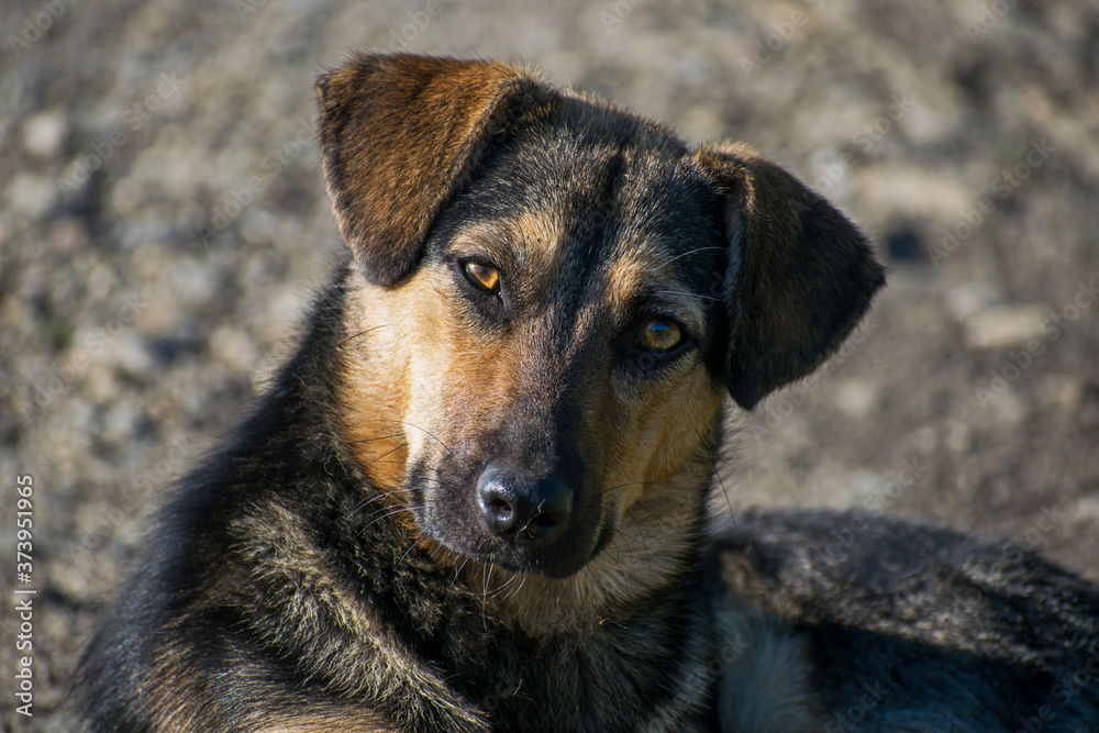 A beautiful puppy on the street looks at the photographer. Stray dog. Portrait. A beautiful puppy on the street looks at the photographer. Stray dog. Portrait.