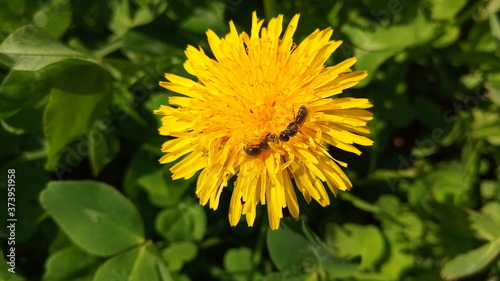 yellow dandelion flower