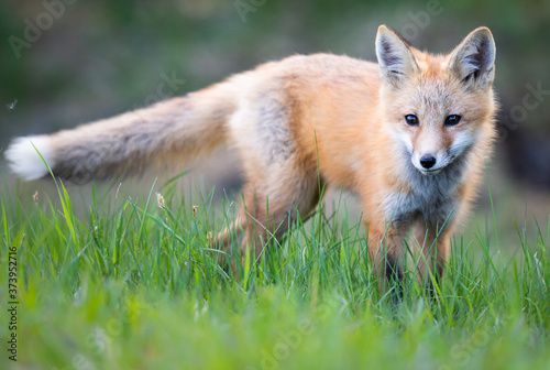 Red fox kit in the wild