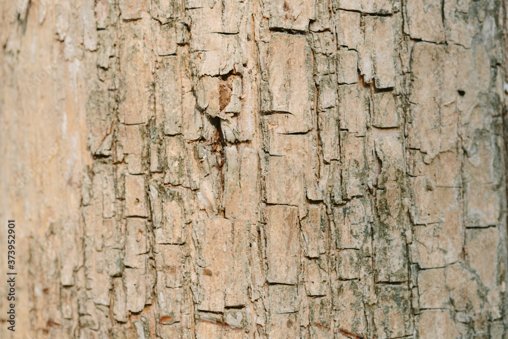 tree bark texture fine quality wood tree bark texture fine quality wood