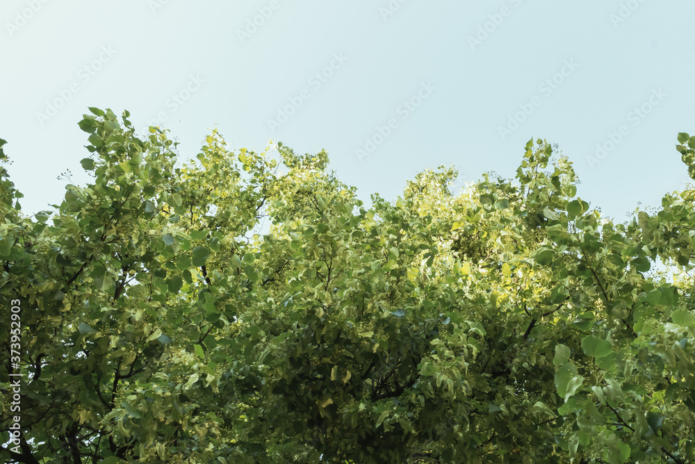 Abstract background with flowering branches of linden on a background of clear sky Abstract background with flowering branches of linden on a background of clear sky