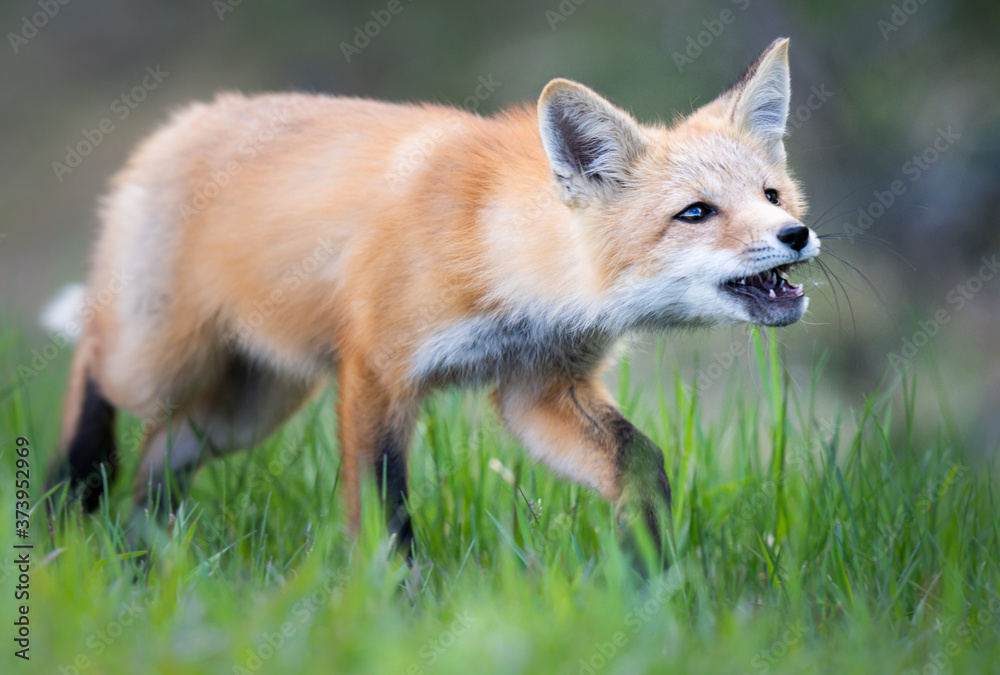 Obraz premium Red fox kit in the wild