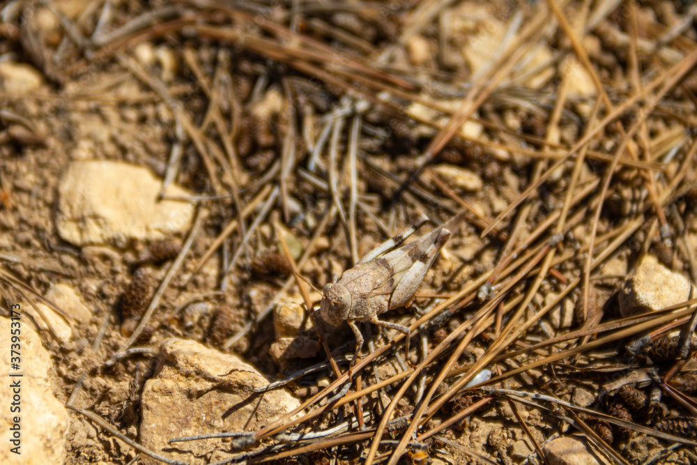 Brown grasshopper (Caelifera) camouflaged on a field soil with stones and pine needles
