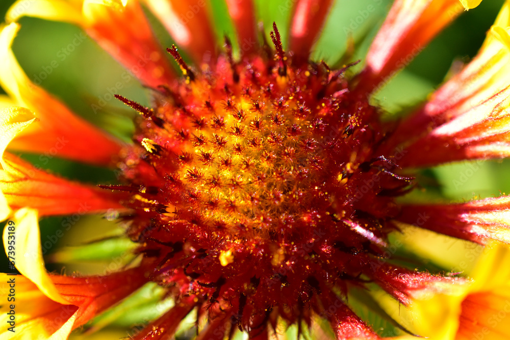 Red gaillardia flowers in the garden macrophotography close up