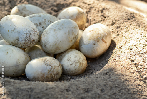 Old crocodile eggs on dry soil with sunlight.