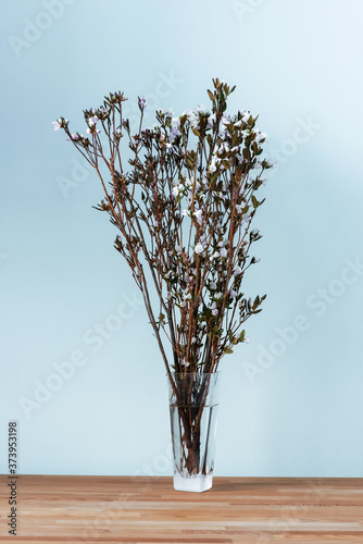 A bouquet of wild ledum in a glass vase against a blue wall photo