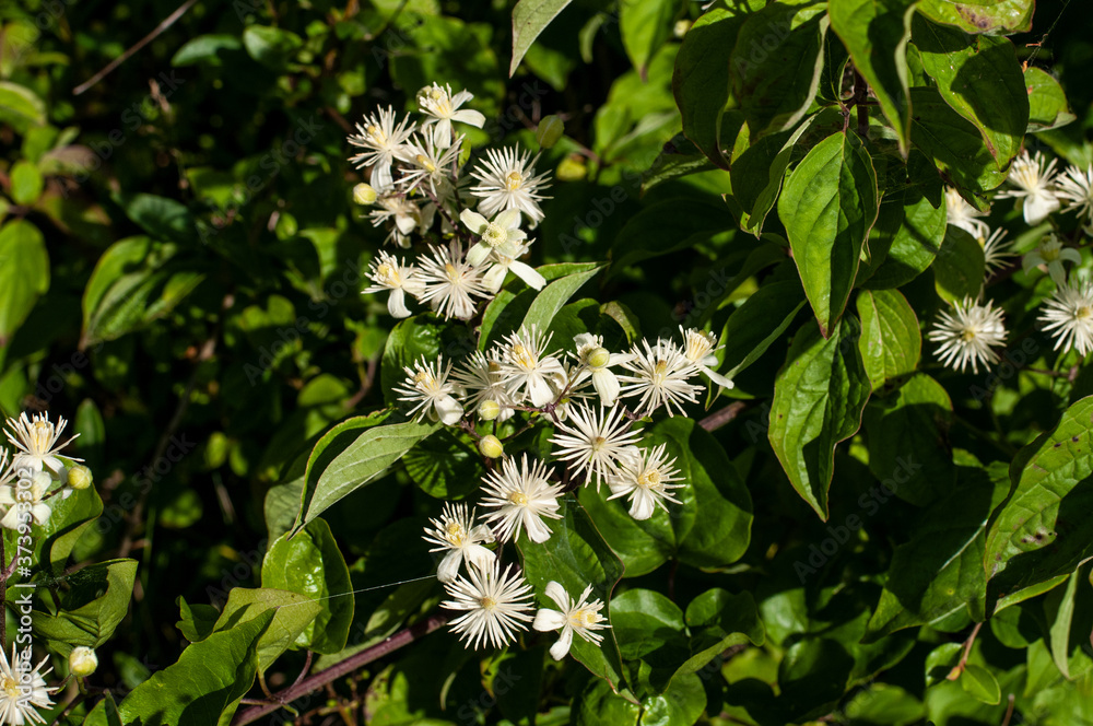 cream white flowers of clematis vitalba in sunlight