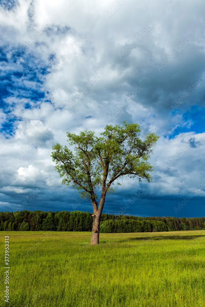 Fototapeta premium one tree