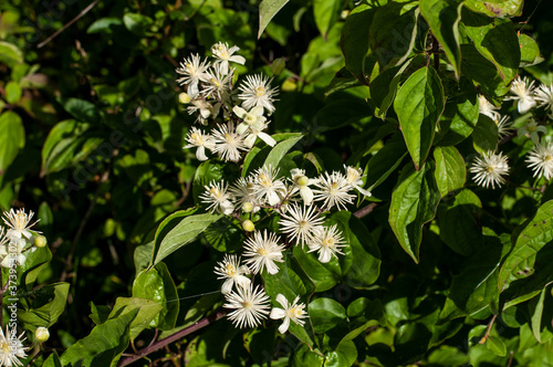 Obraz na płótnie cream white flowers of clematis vitalba in sunlight w salonie