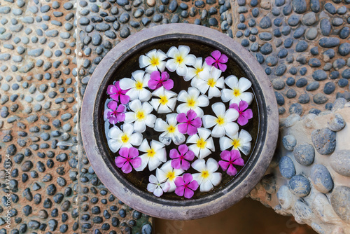 Multicolored plumeria flowers in a stone bowl with water