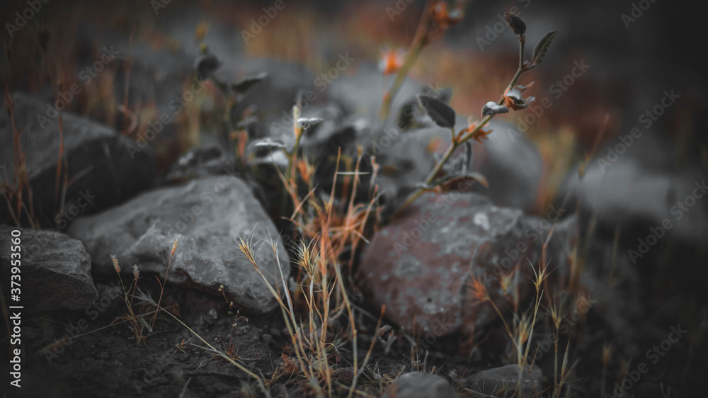 Obraz premium Grass among granite