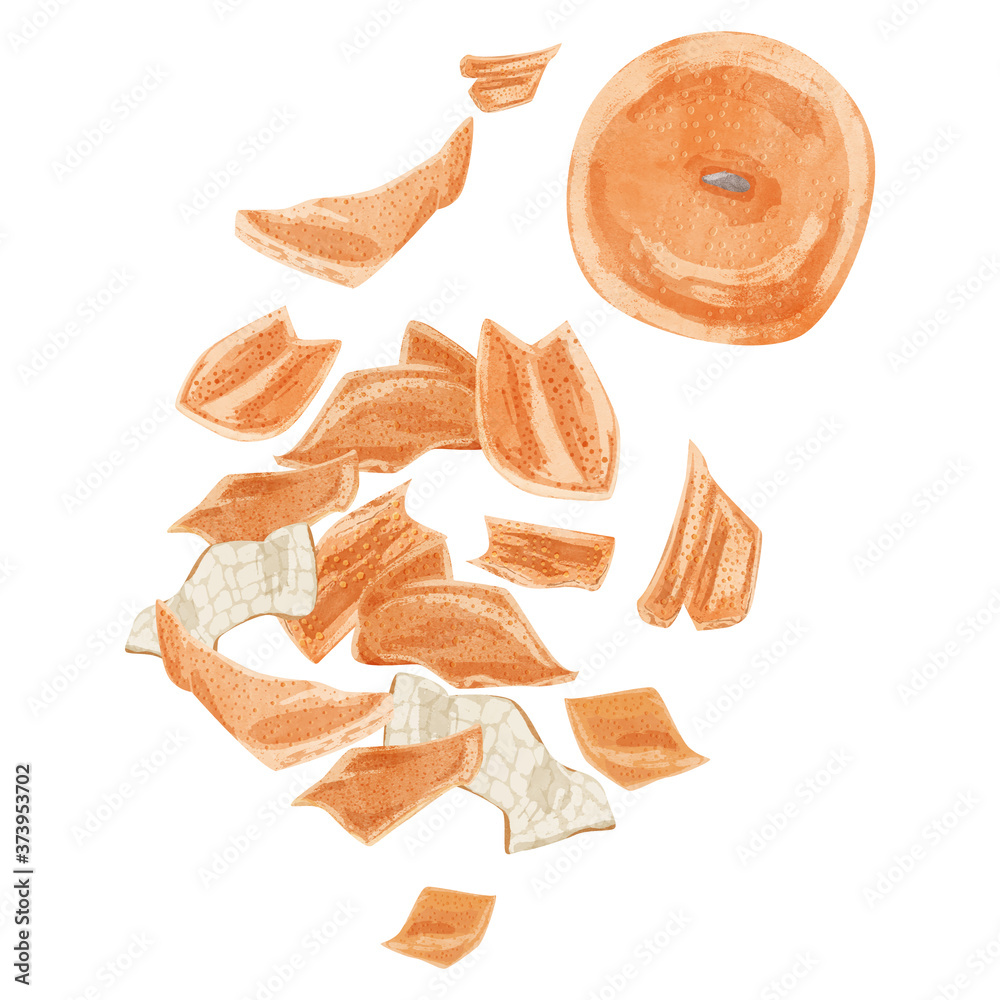 陳皮 チンピ 漢方薬の生薬水彩イラスト Stock Vector Adobe Stock