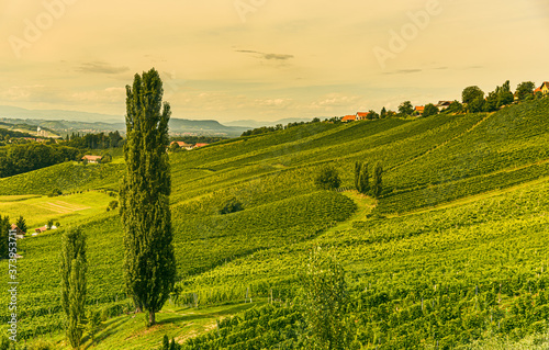 Vineyard landscape at South Styrian Wine Road in Austria.