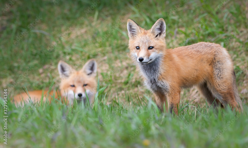 Obraz premium Red fox kit in the wild