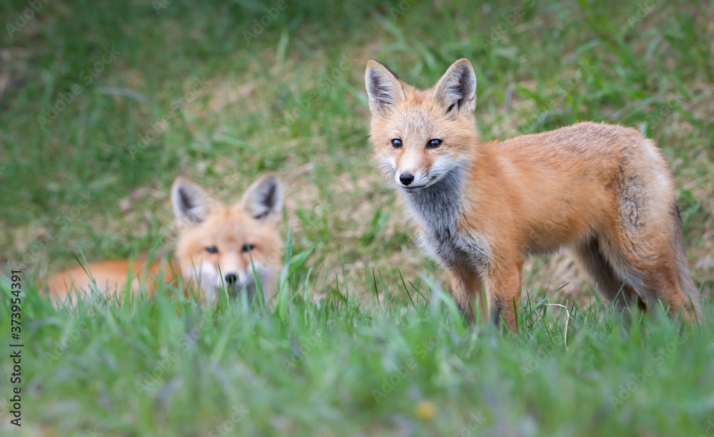 Obraz premium Red fox kit in the wild
