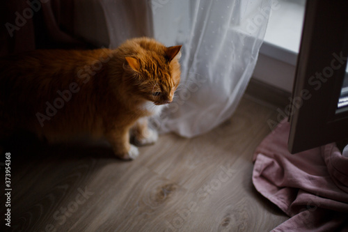 a ginger cat sits in an apartment by an open door and looks at the street
