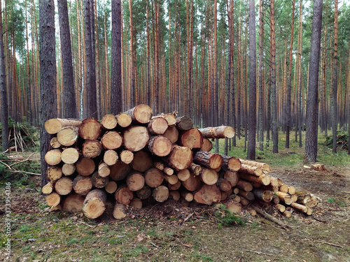 Sawed logs lie in a pine forest in summer. Russia. Siberia. Logging. Forestry. Nature management. Mobile photo..