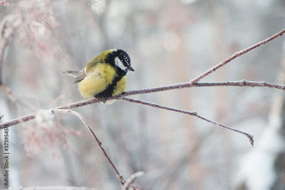 Bird titmouse in the winter Siberian forest Bird titmouse in the winter Siberian forest