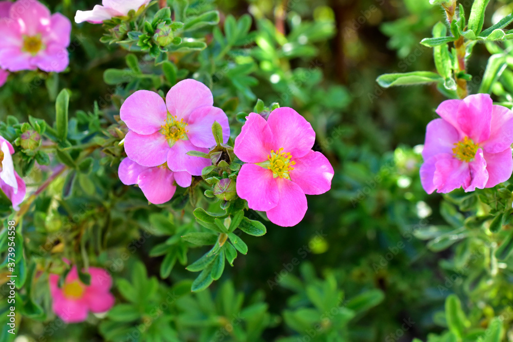 Flowers macro photography Lapchatka (lat. Potentilla) pink on a Bush Flowers macro photography Lapchatka (lat. Potentilla) pink on a Bush