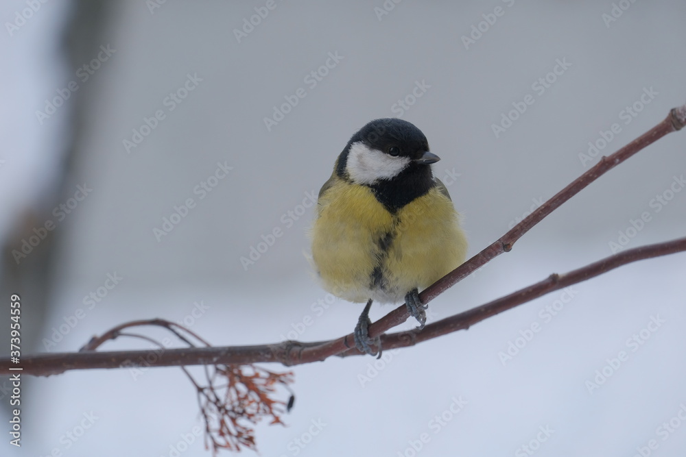 Bird titmouse in the winter Siberian forest Bird titmouse in the winter Siberian forest