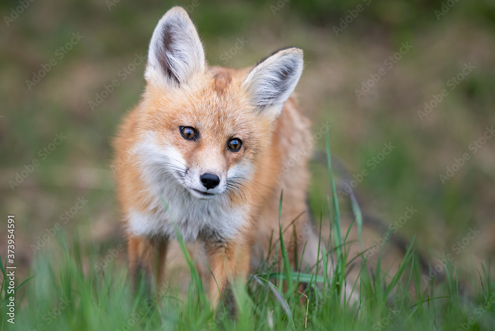 Fototapeta premium Red fox kit in the wild