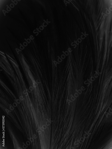 Beautiful abstract black feathers on dark background  gray feather texture on black background  white feather background