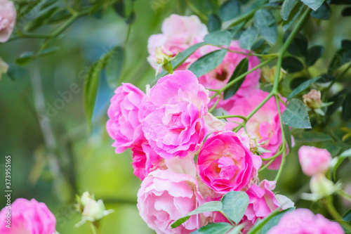 Beautiful pink roses flower in the garden