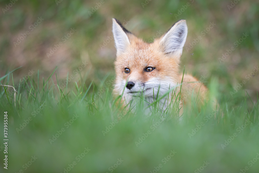 Red fox kit in the wild